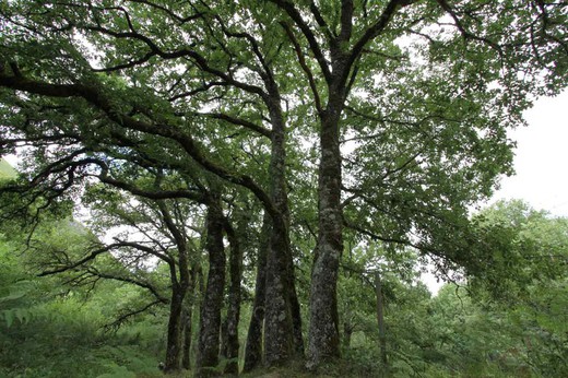 Quercus robur, roble del pais, carballo a raíz desnuda