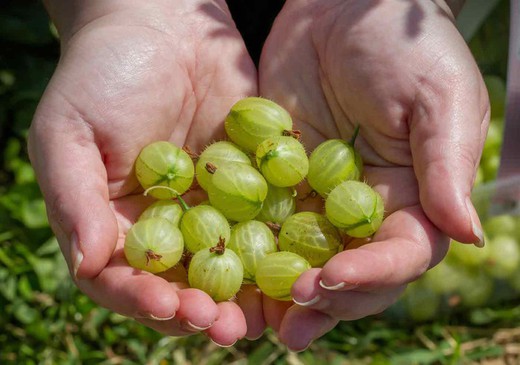 Ribes uva crispa Hinnonmaki gold, groselha
