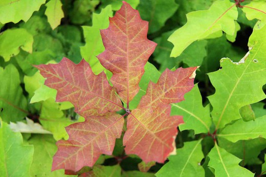 Roble americano, roble rojo en alveolo forestal, Quercus rubra