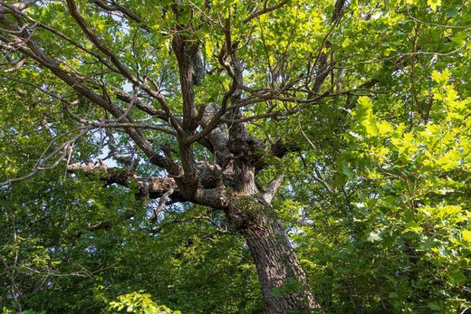 Roble pubescente, Quercus humilis.