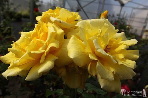 Rosal amarillo landora