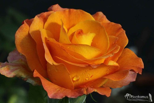 Rosal antigone amarillo carmin