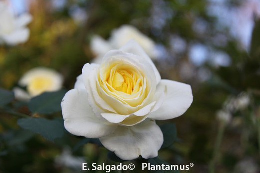 Rose blanche 'ChÃ¢teau de Stockholom'