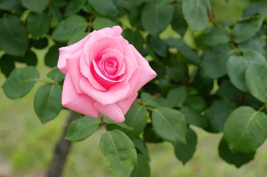 Rosal Carina rosa en maceta de 2 L