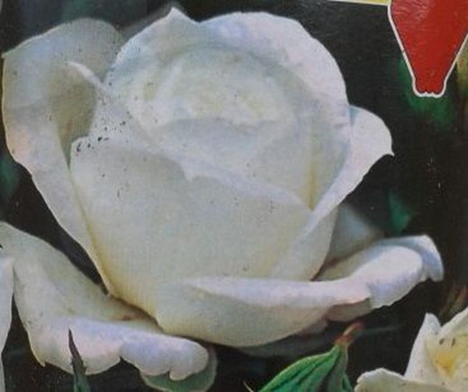 Rosal Leticia blanco en maceta de 2 Litros