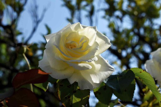 Roseira branca da rainha Elizabeth em vaso de 2L