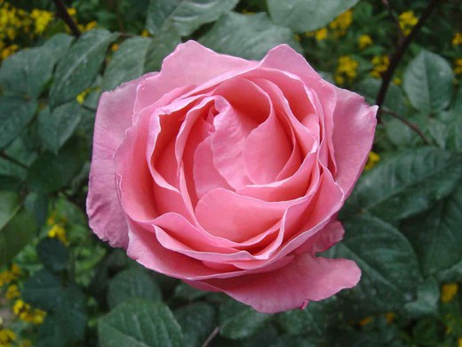 Rose Queen Elizabeth em vaso de 2L