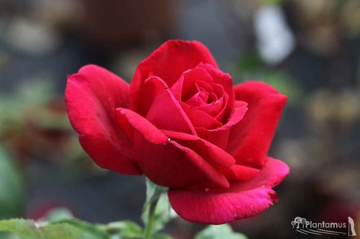 Roseira vermelha 'chrysler imperial'