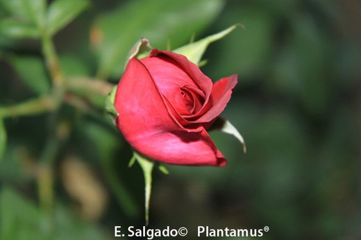Roseira vermelha, JW Goethe