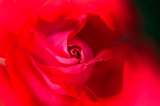 Rosal rojo Red Devil en maceta de 2 L