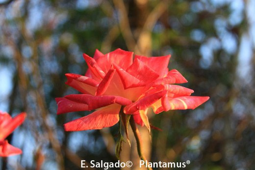 Rosa vermelha, variedade Caribia