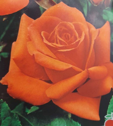 Rosa Romantica em vaso de 2L