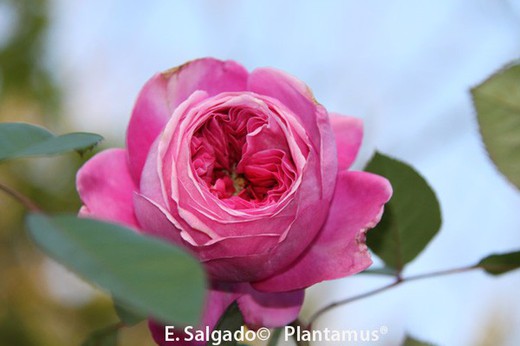 Rose rose 'Natalie Renaissance'