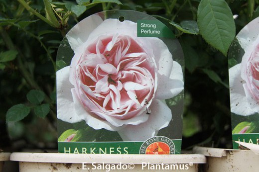 Rosal rosa 'Natascha richardson'