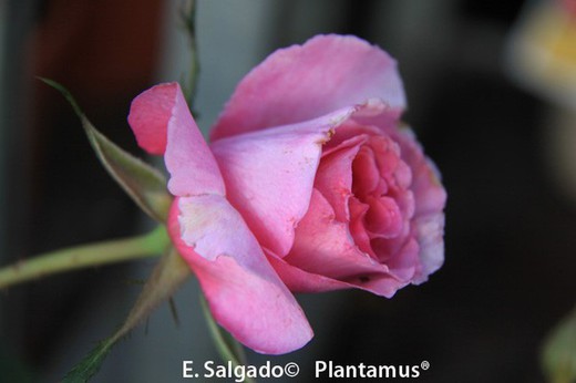 Rosal rosa 'princess alexandra renaissence'