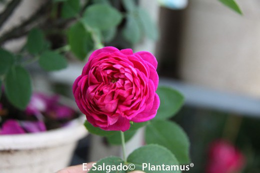 Rosal rosa 'rose de rescht'