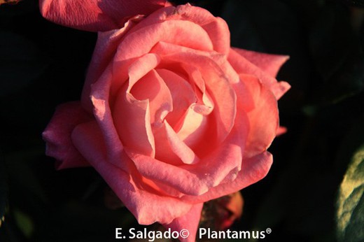 Rosal rosa 'rose gaujard'