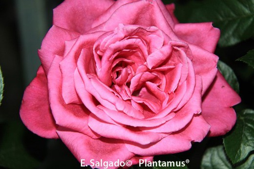 Rosal rosa 'Senteur royal'