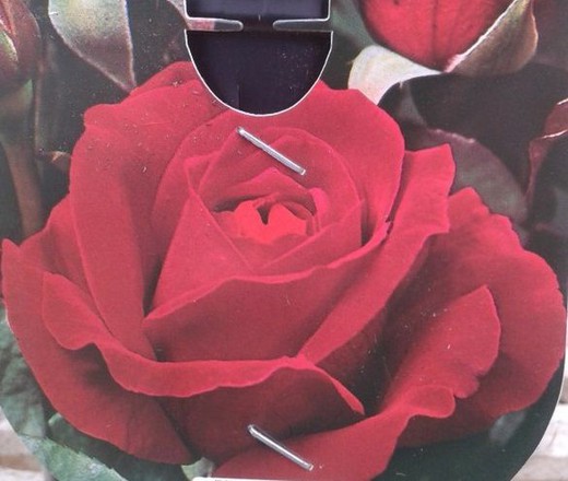 Rosal Roundelay rojo en maceta de 2 litros