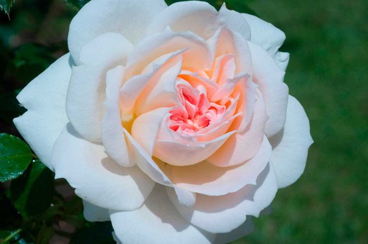 Rosal trepador Mon Jardin Et Ma Maison