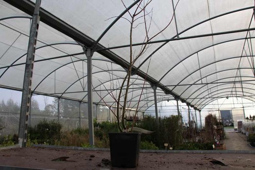 Salix integra Hakuro nishiki en maceta de 11 cm