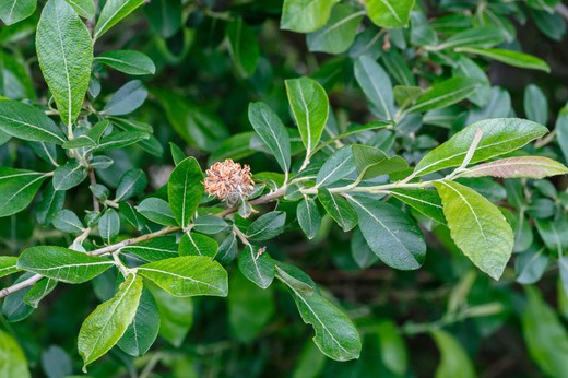 Saule frêne, salgueiro, Salix atrocinerea