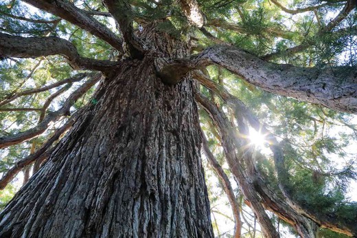 Séquoia géant, séquoia géant, Sequoiadendron giganteum.