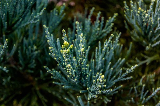 Secuoya gigante glauca, Sequoiadendron giganteum 'Glaucum'