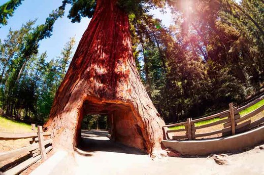 Secuoya roja, Sequoia sempervirens