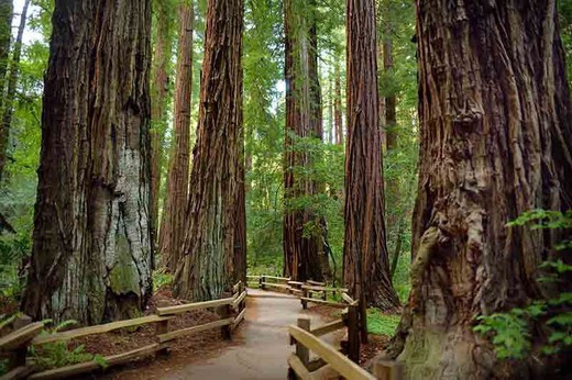 Secuoya roja, Sequoia sempervirens, secoya