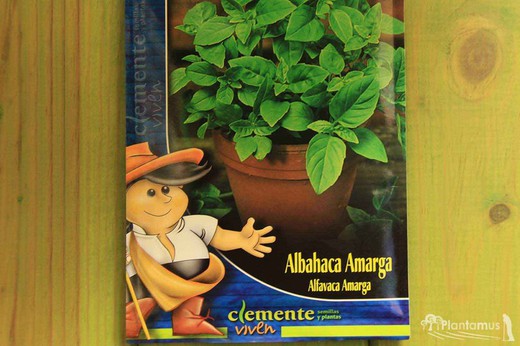 Semilla aromática de albahaca amarga, hierba real, asubiote, alfabrega.