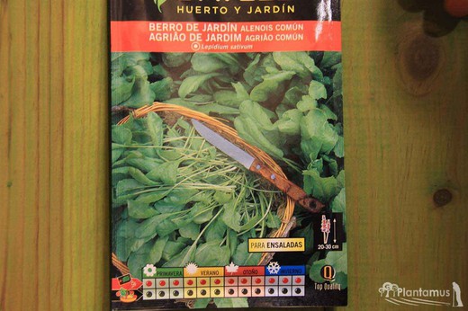 Semilla aromática de berro de jardín, alenois, agriao, lepidium sativum.