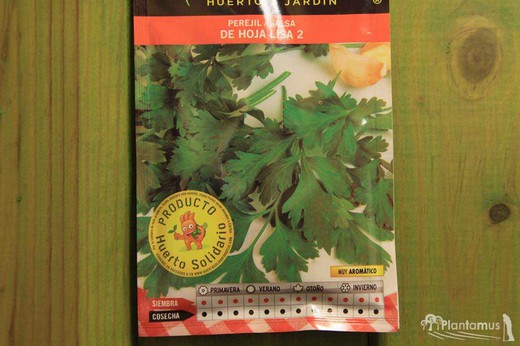 Graine de persil aromatique à feuilles lisses 2, Petroselium sativum