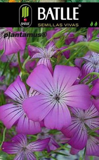 Semilla de agrostema rosa cielo, agrosetma roxa