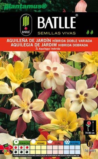 Semence d'ancolie de jardin hybride double mixte, Aquilegia de jardim, Aquilegui hybrida