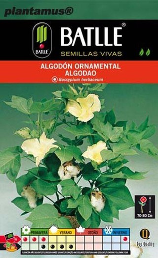 Semilla de algodón ornamental, algodao, gossypium herbaceum