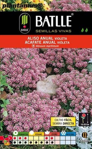 Semente de amieiro roxa anual, acafato roxo, alyssum maritimum.