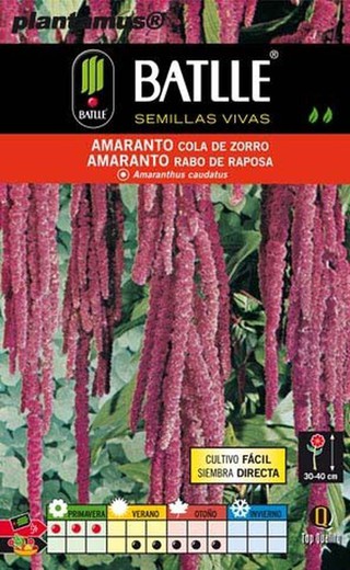 Graine d'amarante sétaire, Amaranthus caudatus