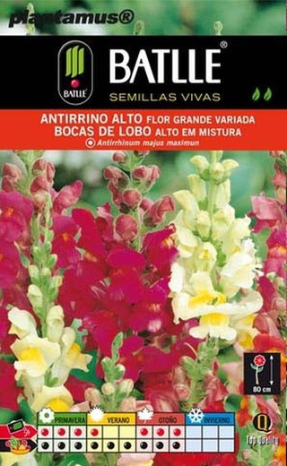Semilla de antirrino alto flor grande variada, antirrhinum majus maximun