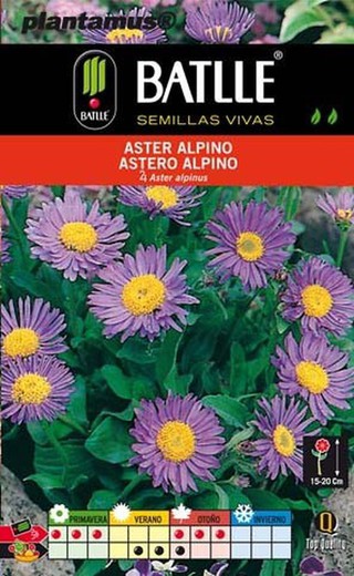 Semilla de aster alpino, aster alpinus.