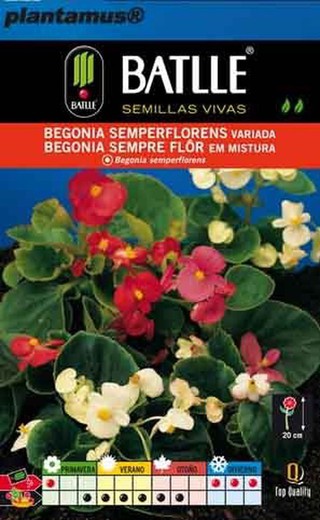 Graines variées de Begonia semperflorens, Begonia semperflorens flor em mixura