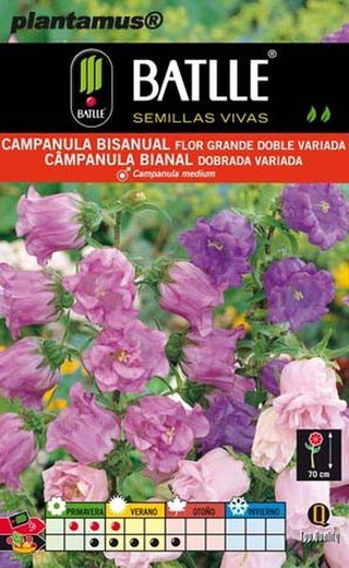 Semente de campânula flor grande bi-anual dupla variada, campanula medium.a
