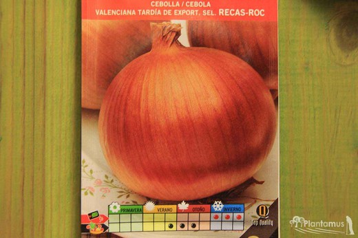 Semilla de cebolla valenciana tardía selección recas-roc