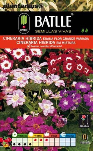 Semilla de cineraria híbrida enana flor grande variada