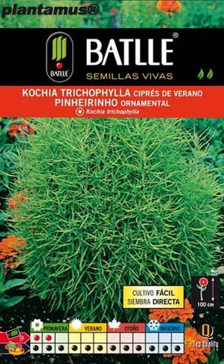 Semente de cipreste de verão, kochia trichophylla