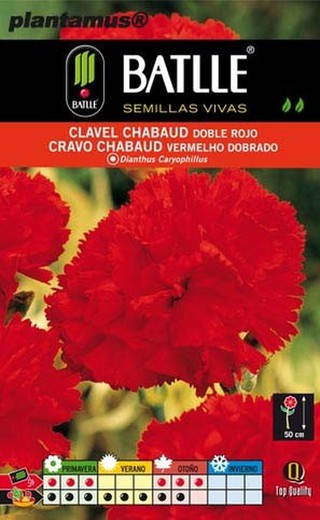 Semilla de clavel chabaud doble rojo, dianthus caryophillus