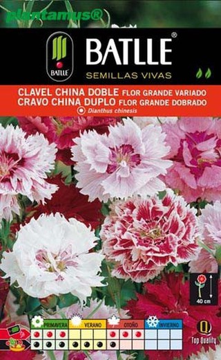 Graine d'oeillet chinois double grande fleur mixte, Dianthus caryophillus