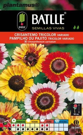 Semilla de crisantemo tricolor variado, chrysanthemum carinatum