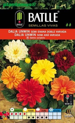 Semilla de dalia unwin semi enana doble variada, dahlia variabilis