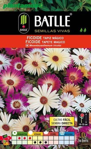 Tapeçaria mágica de sementes de fitoide, tapete mágico de fitoide, mesembryanthemum tricolor